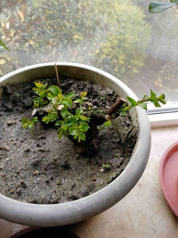 扦插紫薇下山桩多久能移栽 图片