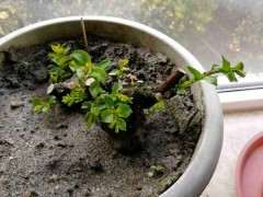 扦插紫薇下山桩多久能移栽 图片