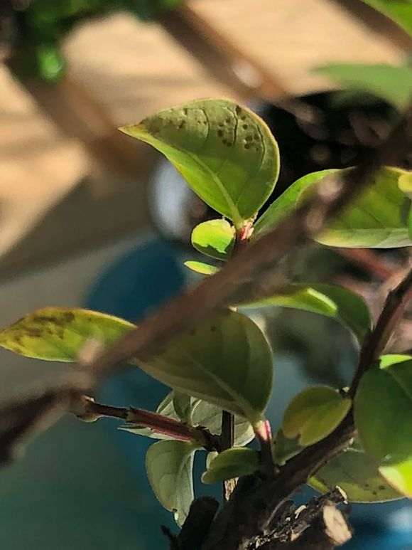 紫薇下山桩花叶黄 有斑 怎么办 图片