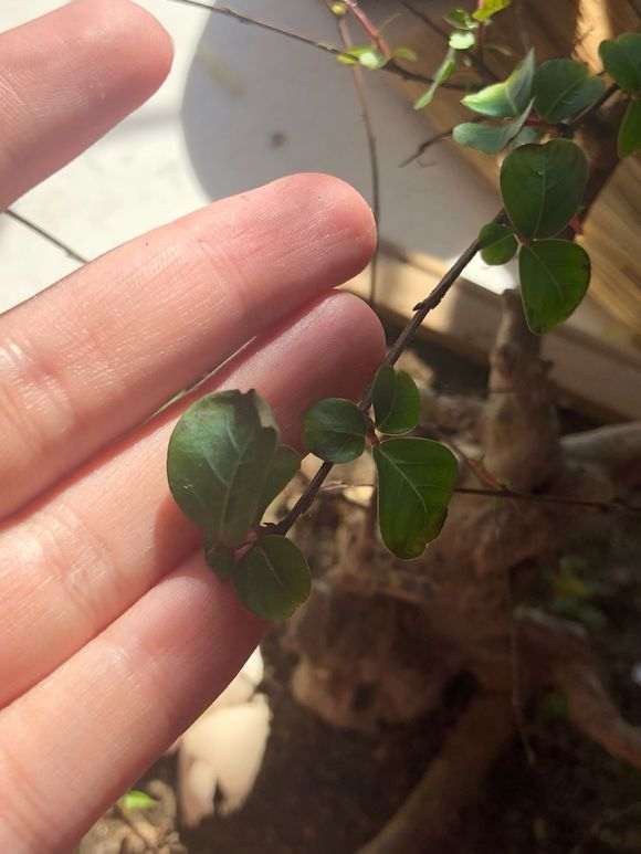 紫薇下山桩花叶黄 有斑 怎么办 图片