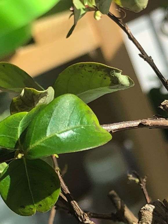 紫薇下山桩花叶黄 有斑 怎么办 图片
