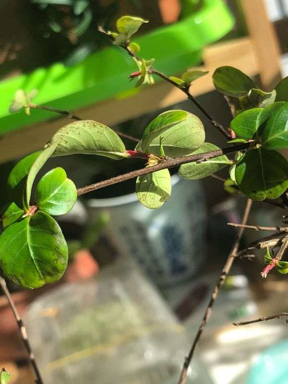 紫薇下山桩花叶黄 有斑 怎么办 图片