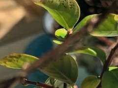 紫薇下山桩花叶黄 有斑 怎么办 图片