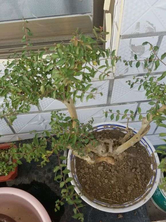 紫薇下山桩叶子有点打卷 怎么办 图片