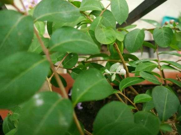 紫薇下山桩叶子长白毛 怎么办 图片