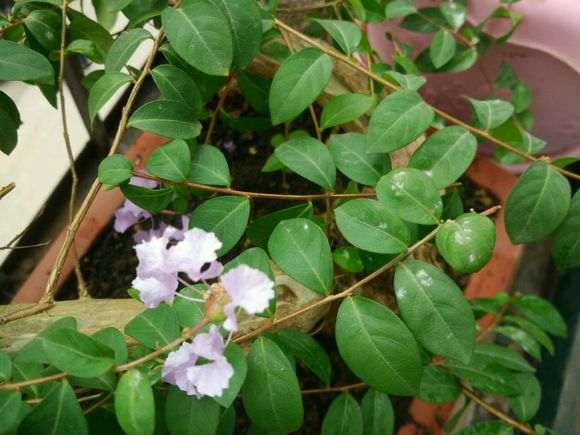 紫薇下山桩叶子长白毛 怎么办 图片