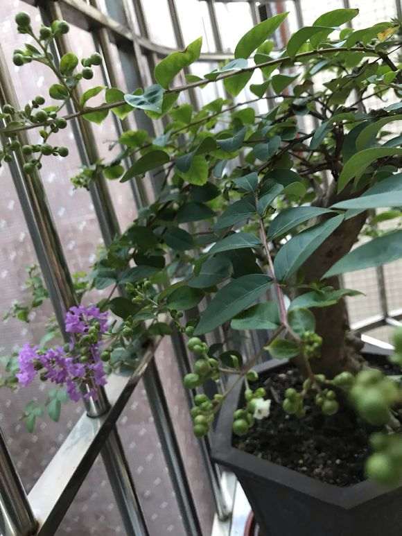 熟桩紫薇下山桩开出双色花 怎么办 图片