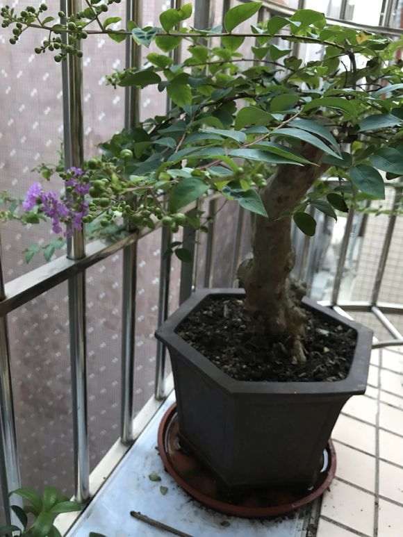 熟桩紫薇下山桩开出双色花 怎么办 图片