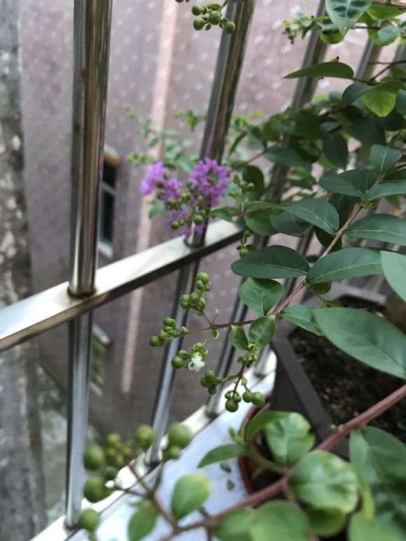 熟桩紫薇下山桩开出双色花 怎么办 图片