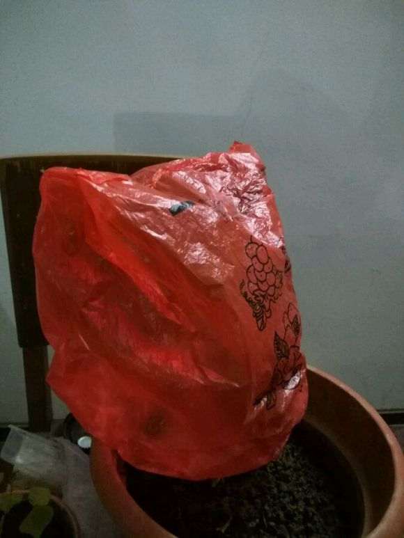 紫薇下山桩老杆怎么扦插的方法 图片