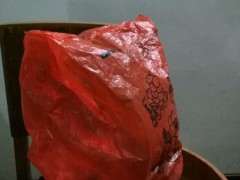 紫薇下山桩老杆怎么扦插的方法 图片