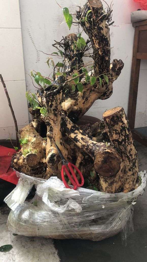 紫薇下山桩树桩 450元价格 怎么样 贵吗 