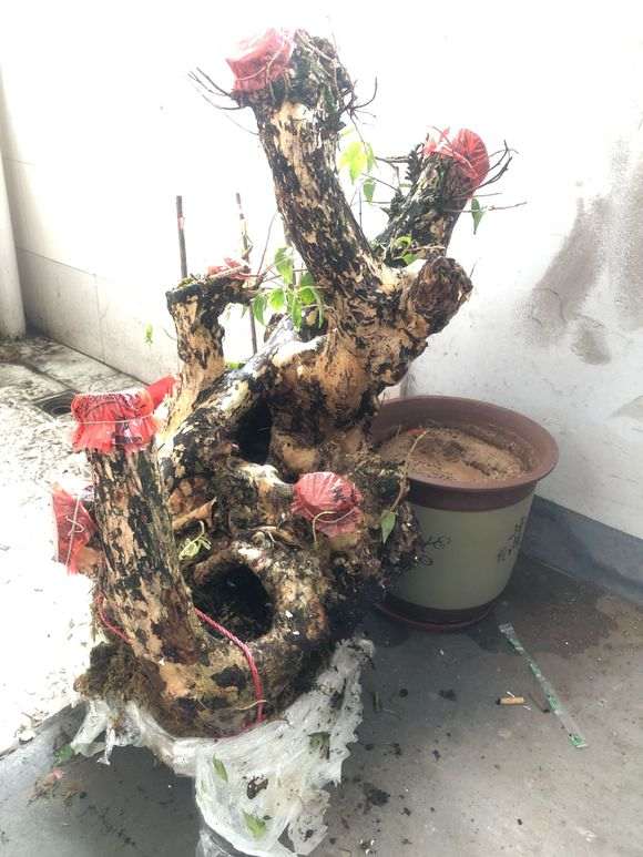 紫薇下山桩树桩 450元价格 怎么样 贵吗 