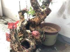 紫薇下山桩树桩 450元价格 可以吗 贵吗