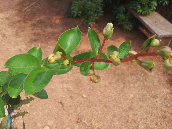 这是什么品种的紫薇下山桩 图片