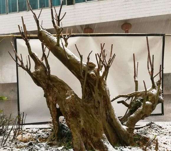 湖北紫薇下山桩嫁接三年 怎么样 图片