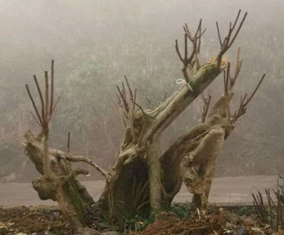 湖北紫薇下山桩嫁接三年 怎么样 图片