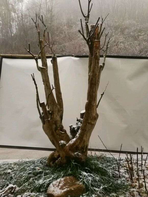 湖北紫薇下山桩嫁接三年 怎么样 图片