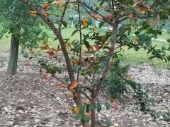 紫薇下山桩生病了 介壳虫 怎么办 图片