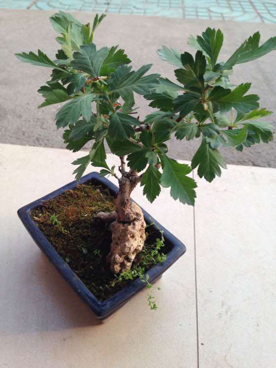 两个紫薇下山桩马上到家 看看怎么样 图片