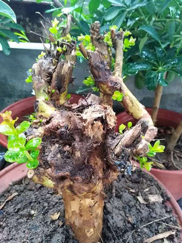 紫薇下山桩 发芽了 怎么样 如何 图片