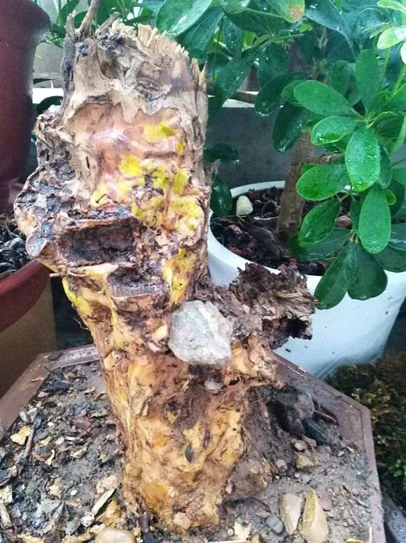 紫薇下山桩 发芽了 怎么样 如何 图片