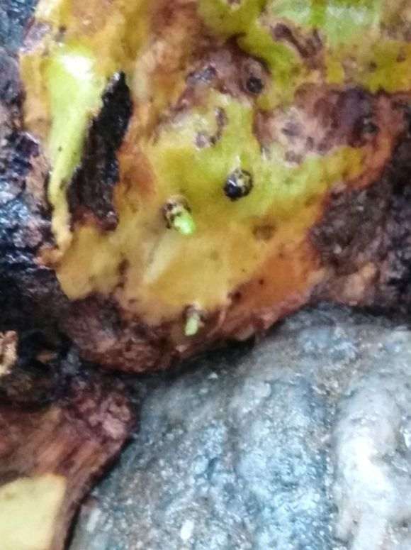 紫薇下山桩 发芽了 怎么样 如何 图片