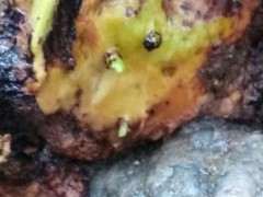 紫薇下山桩 发芽了 可以吗 如何 图片