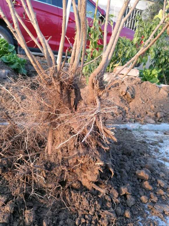 紫薇下山桩怎么去枝上盆的方法 图片