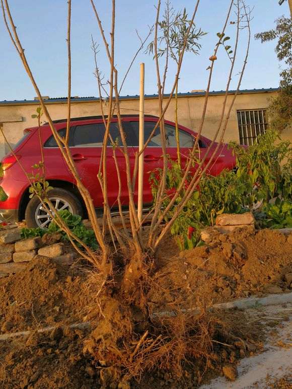 紫薇下山桩怎么去枝上盆的方法 图片