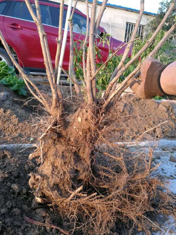 紫薇下山桩怎么去枝上盆的方法 图片