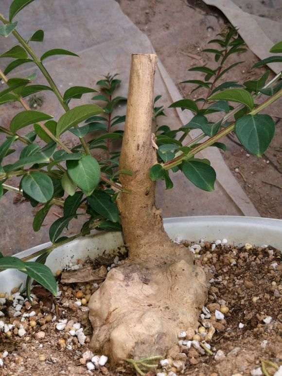 一颗小疙瘩紫薇下山桩 怎么样 图片