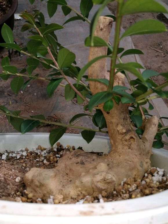 一颗小疙瘩紫薇下山桩 怎么样 图片