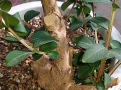 盆栽紫薇下山桩 室外可以安全过冬吗