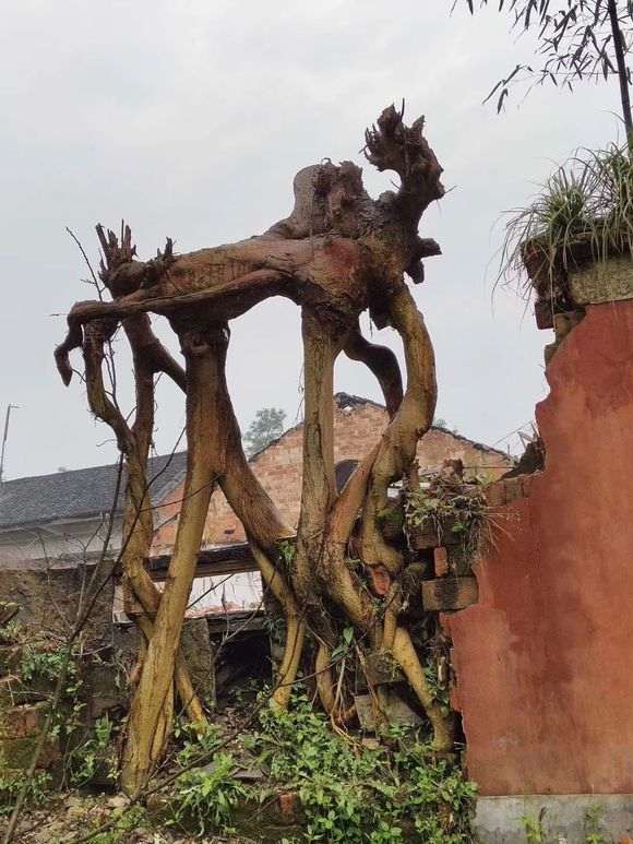 这个紫薇下山桩可以做盆景吗 图片