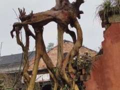 这个紫薇下山桩可以做盆景吗 图片