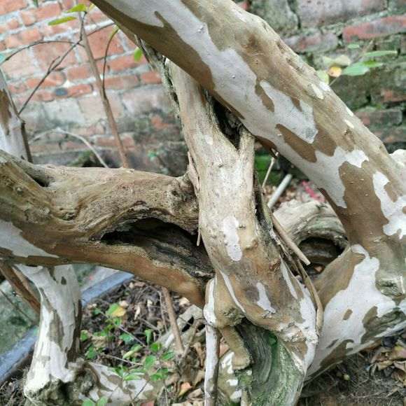 紫薇下山桩树干空心了怎么回事 图片