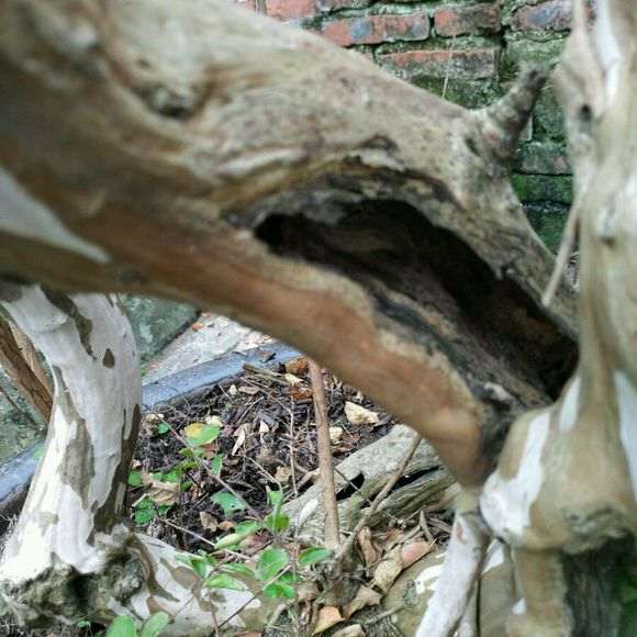 紫薇下山桩树干空心了怎么回事 图片