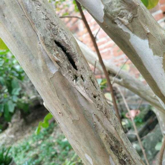 紫薇下山桩树干空心了怎么回事 图片