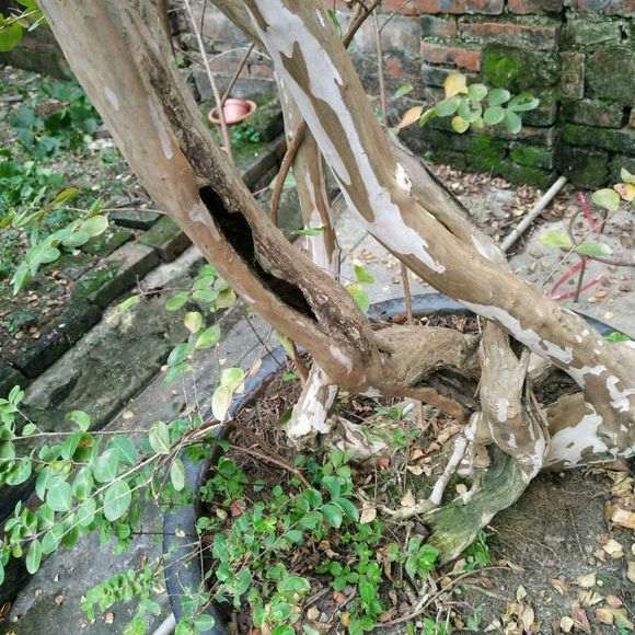 紫薇下山桩树干空心了怎么回事 图片