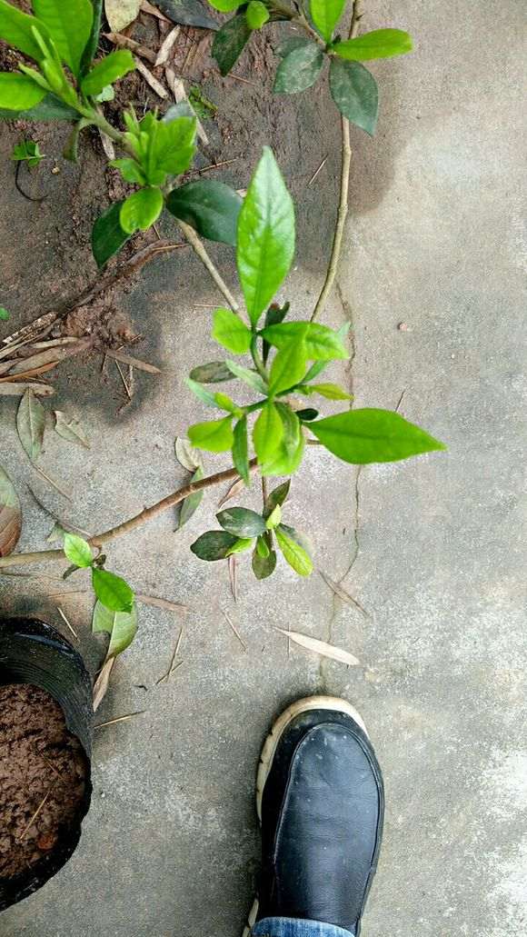 湖南哪些下山桩适合做盆景 图片