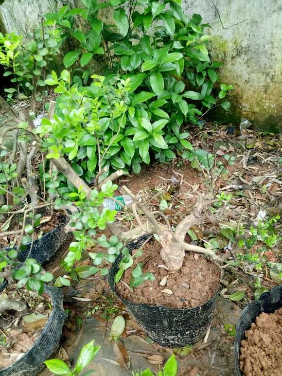 湖南哪些下山桩适合做盆景 图片