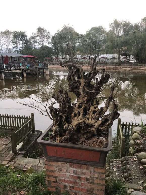 黄荆古桩能够嫁接紫薇下山桩吗 图片