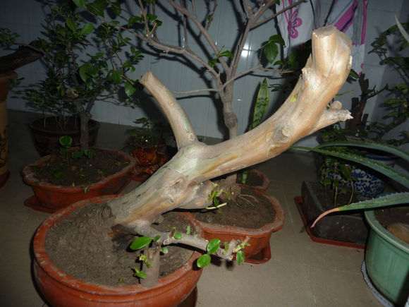 紫薇下山桩 怎么样 不知能活否 图片 