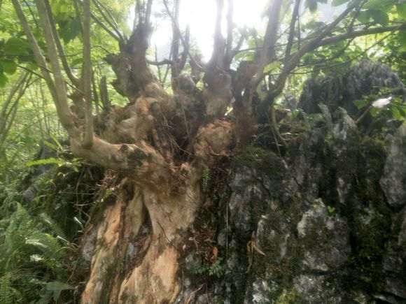 紫薇下山桩有300斤 怎么遮阴保湿 图片
