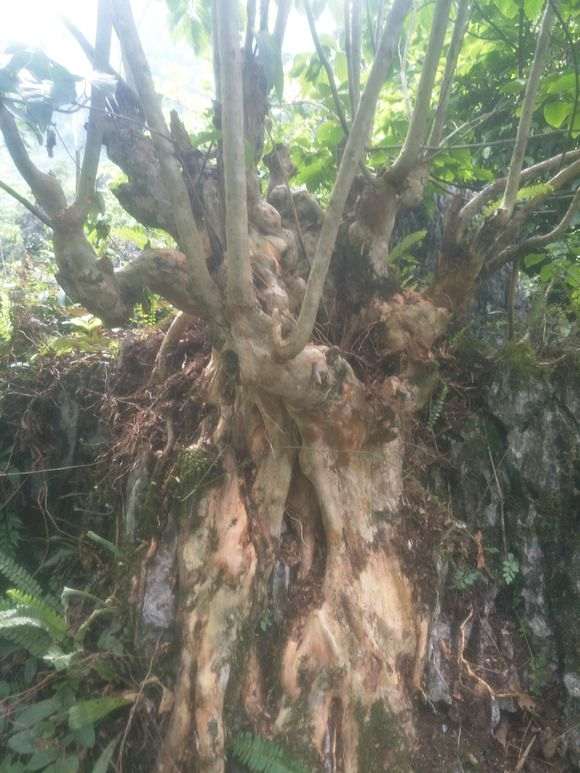 紫薇下山桩有300斤 怎么遮阴保湿 图片