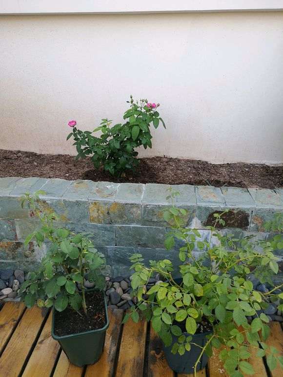 用红土种月季下山桩 可以吗 怎么样 图片