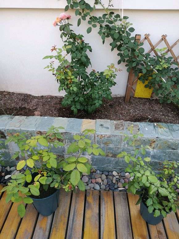 用红土种月季下山桩 可以吗 怎么样 图片