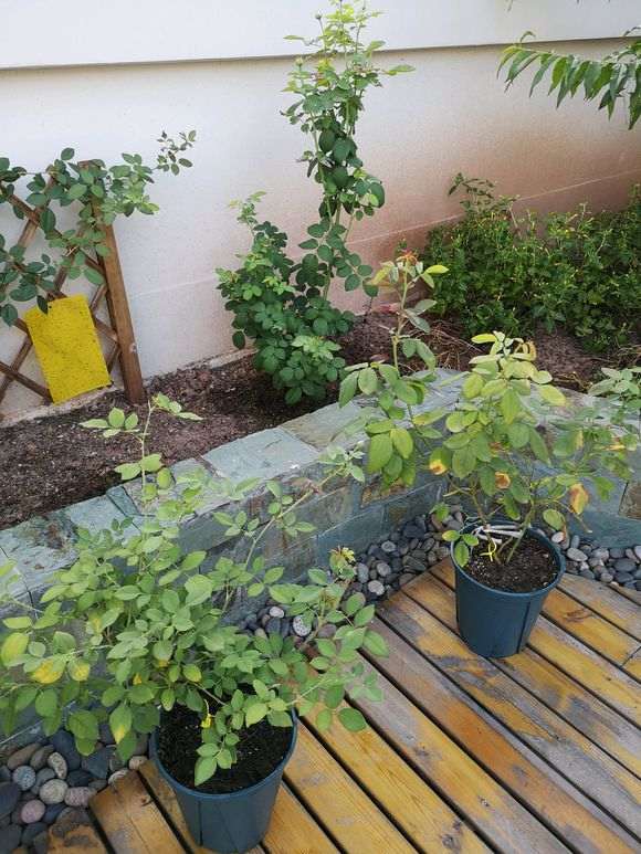 用红土种月季下山桩 可以吗 怎么样 图片