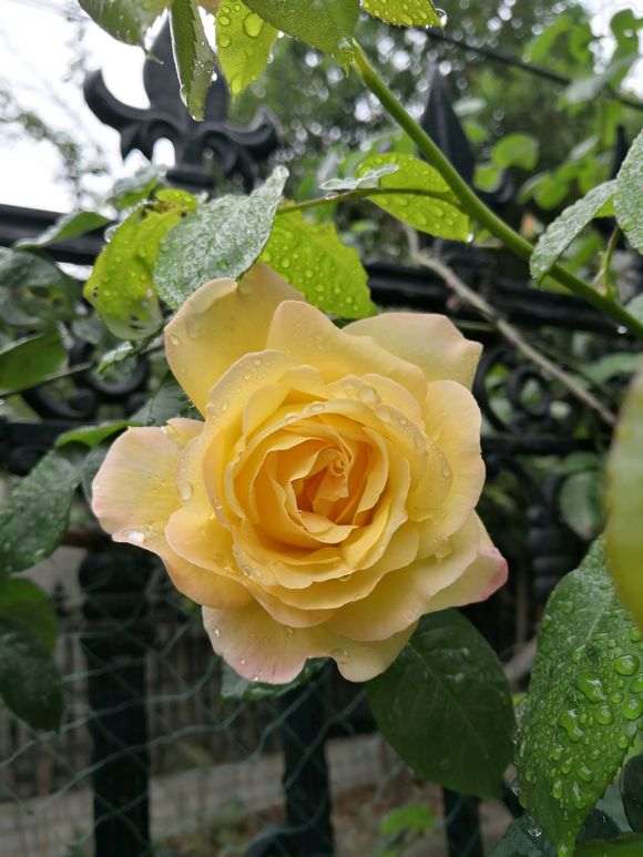 盆栽地栽月季下山桩 哪个最好 图片